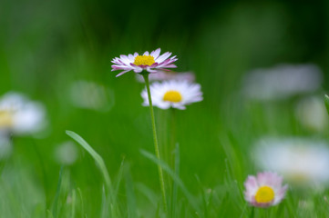 Bellis perennis wild beautiful flowers in bloom, group of flowering plants in the grass, white pink petals © Iva