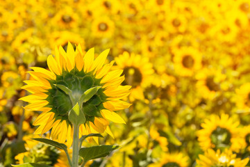 Flowering field of sunflowers. Sunflower natural background. Place for text.