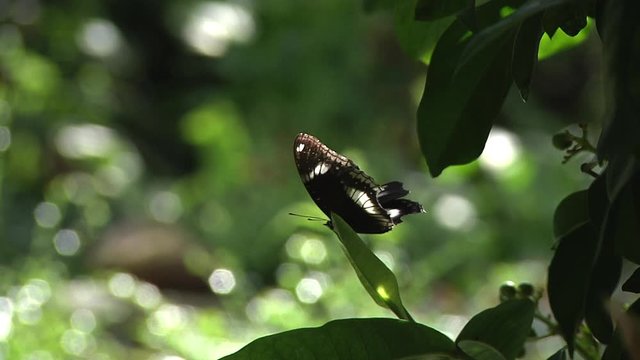 Close Up of Black Butterfly Flapping Wings Slowly on Green Leaf With Sunny Green Background