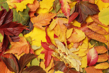 Background formed with bright autumn leaves