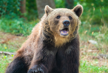 Majella National Park (Italy) - The summer in the Abruzzo mountain natural reserve, with marsican bear.