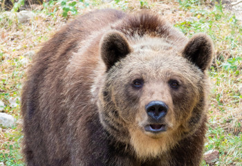 Majella National Park (Italy) - The summer in the Abruzzo mountain natural reserve, with marsican bear.