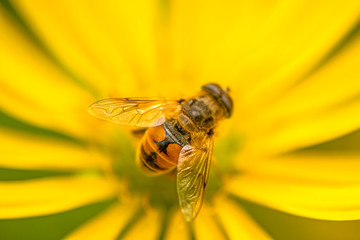 Drone fly, hoverfly on yellow flower