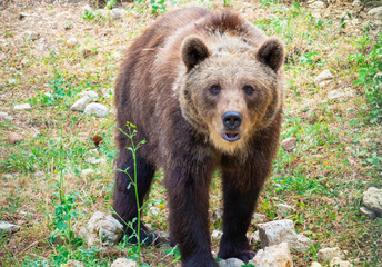 Fototapeta premium Majella National Park (Italy) - The summer in the Abruzzo mountain natural reserve, with marsican bear.