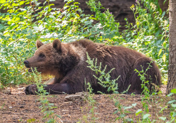 Obraz na płótnie Canvas Majella National Park (Italy) - The summer in the Abruzzo mountain natural reserve, with marsican bear.