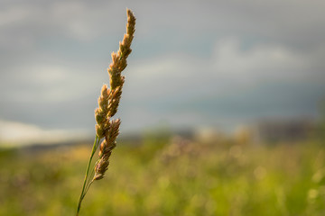A lonely reed in a field
