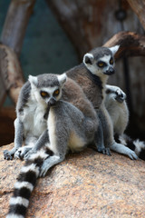 two ring tailed lemurs play on a rock