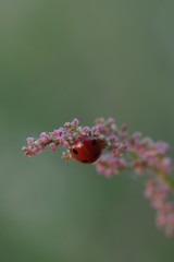 Ladybug (Ladybird) macro photo. Red, dotted insect. Green, isolated background. Soft focus, blue and bokeh