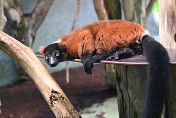 a red ruffed lemur controls the surrounding environment