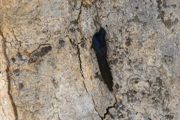 Irrisor namaquois,.Rhinopomastus cyanomelas, Common Scimitarbill