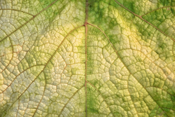 Naklejka na ściany i meble texture of green leaf