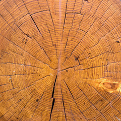 Log cross-section, wood texture