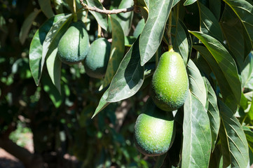 Avocado orchard