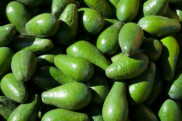 Avocado orchard