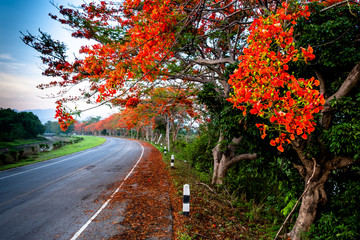 Naklejka na ściany i meble Flame tree in bloom full of red flowers growing along the country road with blue sky and white cloud.