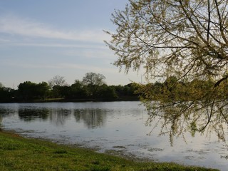 Lakeside view with fresh green leaves on the trees at springtime