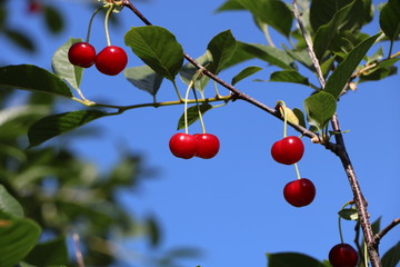 red cherries on a tree