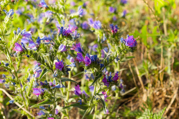 Thyme grass Breckland, wild thyme Breckland, creeping thyme or thyme bloom. Culinary ingredient and aromatic spice in natural environment