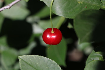 cherries on tree