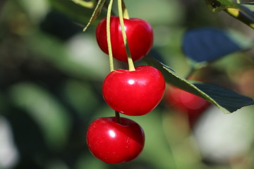 cherries on a tree