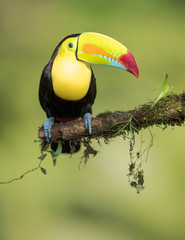Toucan on a branch in nature