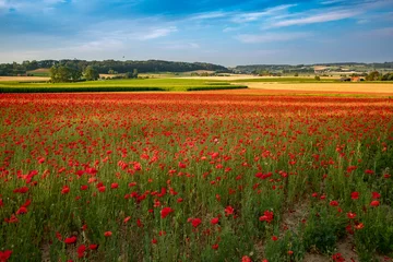Fototapeten Blooming Flanders Poppies in a meadow © jeffrey van daele