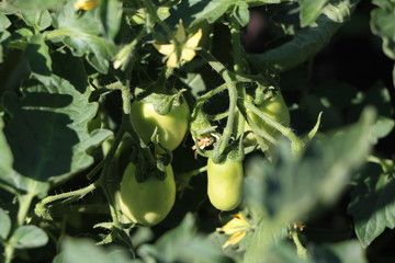 green tomatoes on the vine