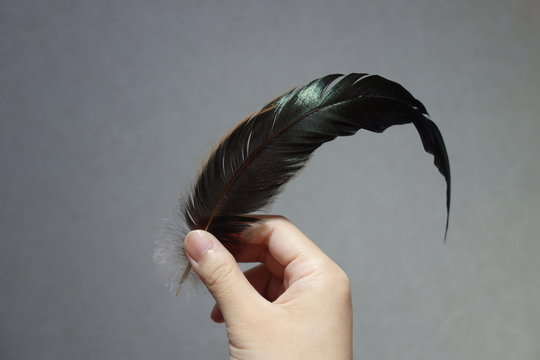 チャボの尾羽を持つ