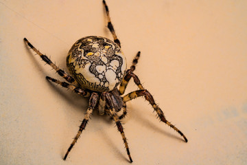 White spider on beige background