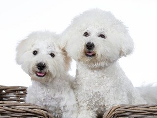 Two Bichon Frise dogs posing together in a studio. Image taken with a white background. Isolated on white.