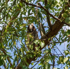 Fototapeta premium ein junger Waldohreulen Ästling auf einem Ast