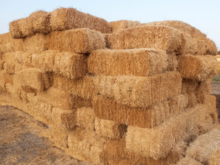 Stacks of dry straw. Piled straw haystacks. Stacks of golden hay in a countryside field