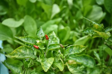 A few small hot pepper on the tree, which is full of green leaves.