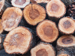 Fototapeta premium Piled pine tree logs. Stacks of cut wood