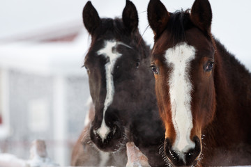 Two young horse foals outside looking at camera on a cold winter's day