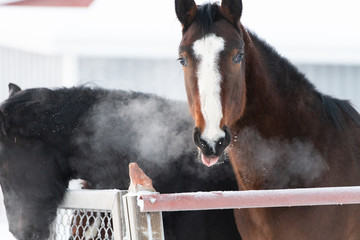 Cute horse foal looking at camera and breathing steam on a cold winter's day