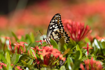 butterfly on flower
