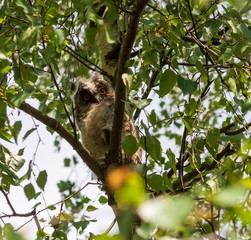 ein Ästling schaut neugierig