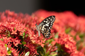 butterfly on flower