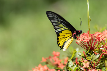 butterfly on flower