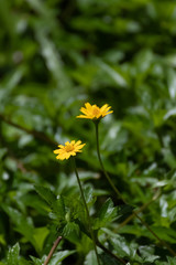 twin yellow flower