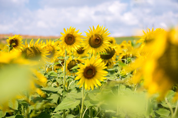Fototapeta premium field of sunflowers in blossom