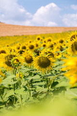 field of sunflowers in blossom