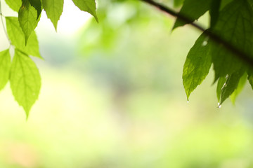 green leafs after rain with water drops on blurred garden baclground