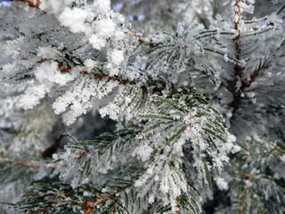 Eiskristalle, Raureif nach dem ersten Nachtfrost.