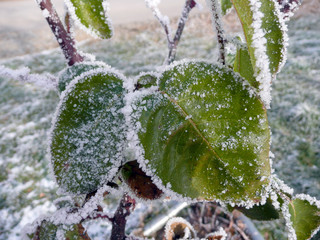 Eiskristalle, Raureif nach dem ersten Nachtfrost.