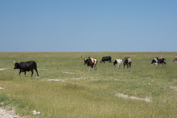 Afrikanische Rinder aus Namibia