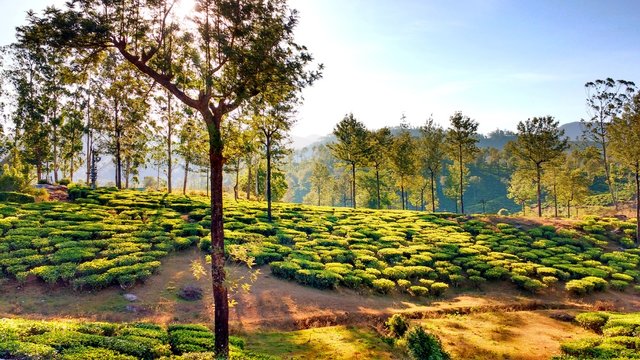 Early morning in valparai coffee estate