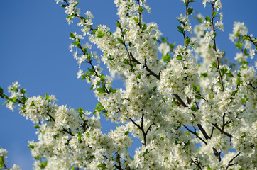 Cherry cloud