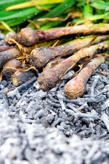 closeup view of some onions grilled on a charcoal barbecue - Image